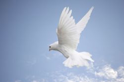 dove