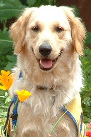 Zari the Therapy Dog