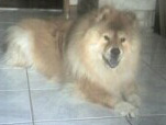 Mercy Ray, Pastor Kim's dog
