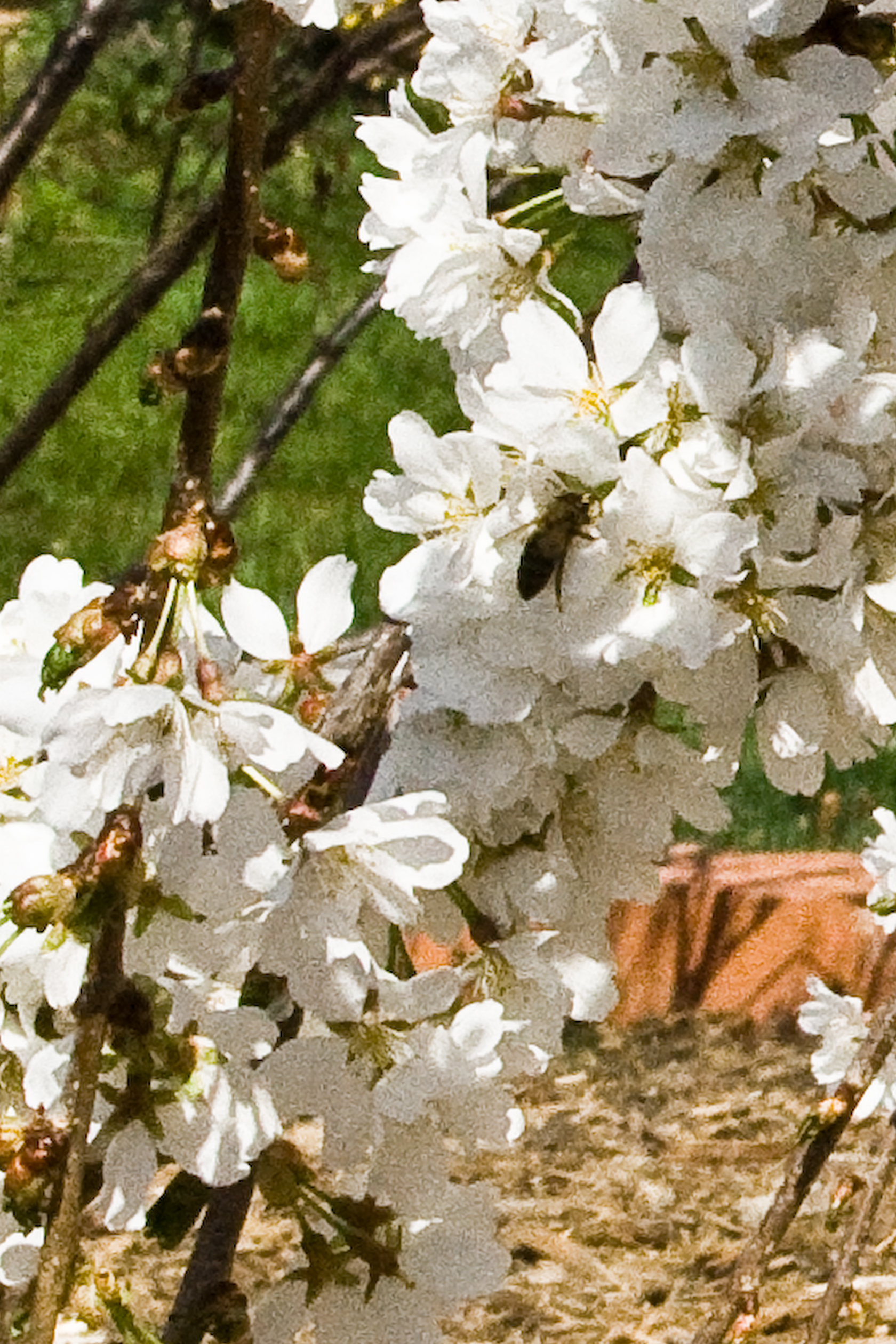 Bee amid cherry blossoms