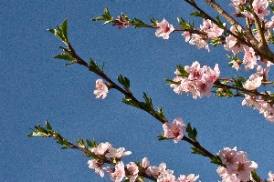 Cherry Blossoms