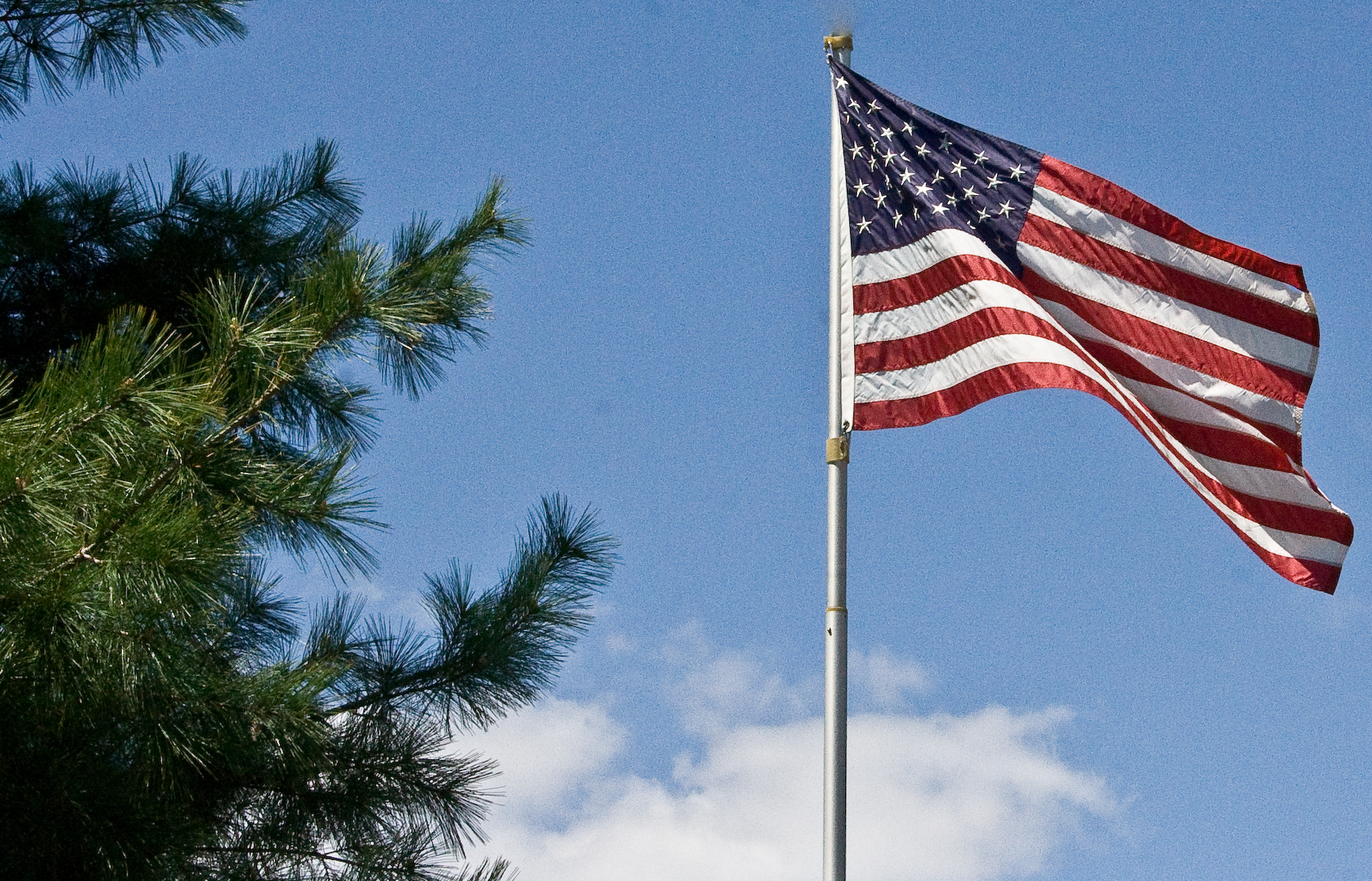 American Flag and pine
