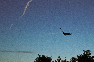 Hawk in flight