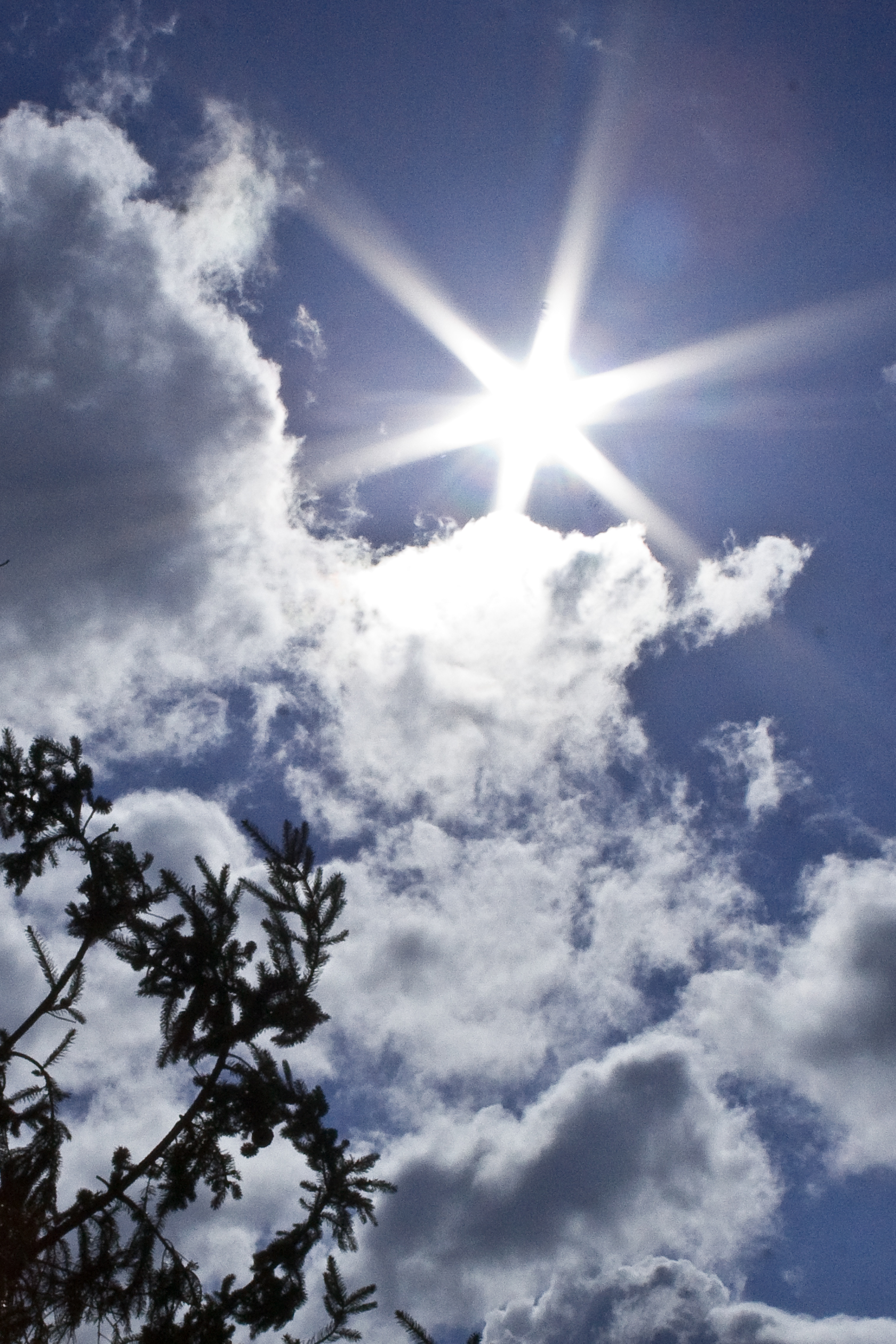 Sunstar, clouds, pine